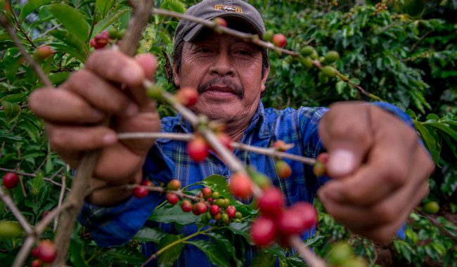 Semarnat entrega a productores veracruzanos certificados para uso de la marca Café de Sombra Natural