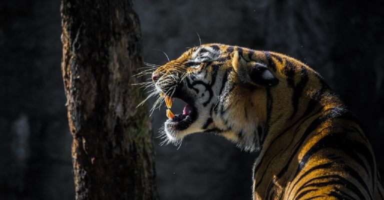 Alertan en Estados Unidos por tigre que escapó en Reynosa: «representa un riesgo para ambas fronteras»