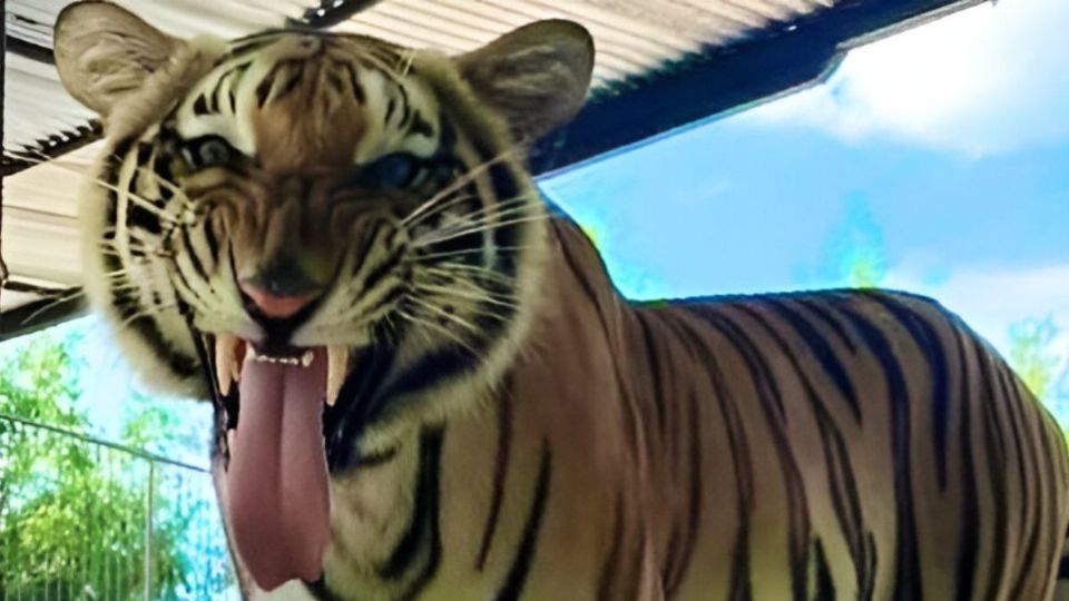 Capturan al tigre «Tony», pasó 5 días deambulando en Reynosa tras escapar de su jaula