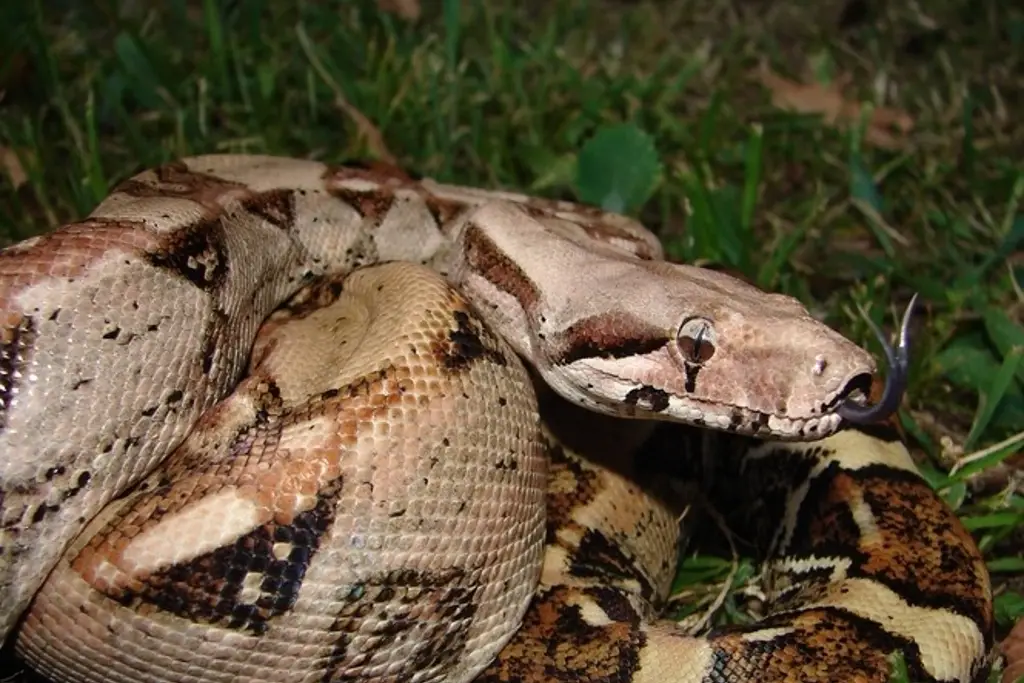 Encuentra una boa en el patio de su casa en Boca del Río