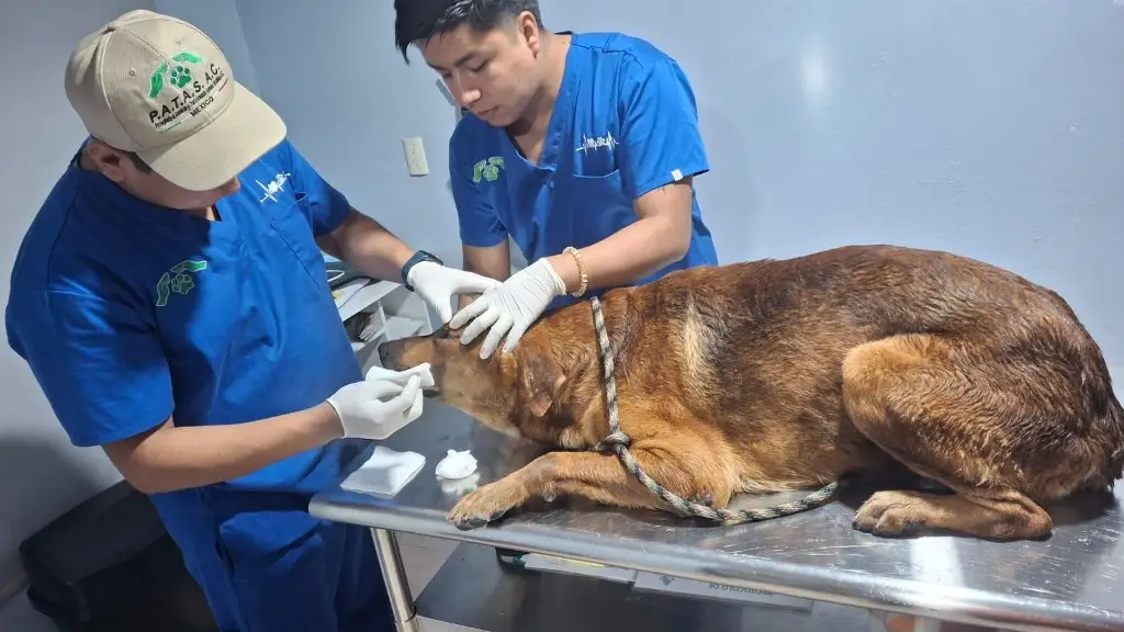 Rescatan a perrito de inundación en el Floresta, en Veracruz