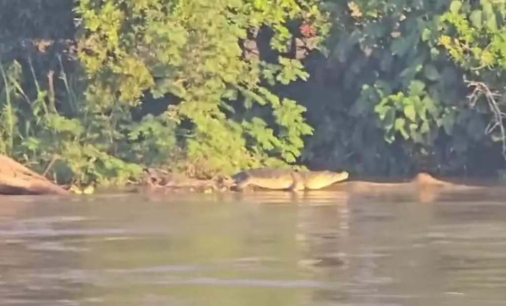 Captan cocodrilo en ribera del río Jamapa