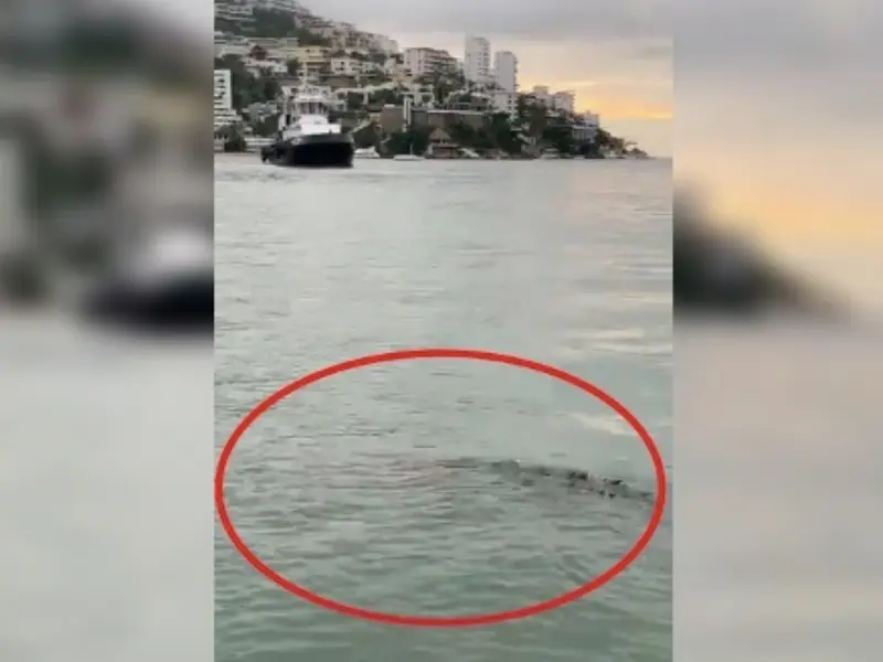 Sale cocodrilo en playa de Acapulco; unos 30 escaparon de Barra Vieja