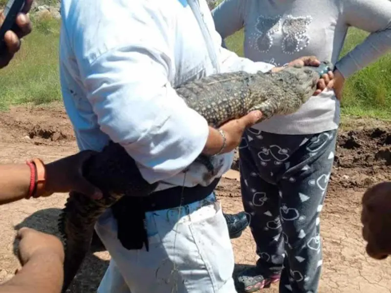 Cocodrilo causa pánico en Hidalgo; autoridades tardaron 5 horas en capturarlo