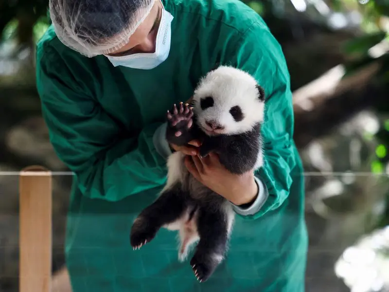 Zoológico de Berlín presenta a sus pandas gemelos recién nacidos