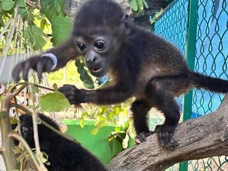 Se confirma gravedad de muerte masiva de monos saraguato en Tabasco