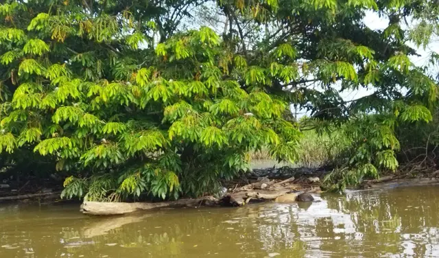 Muere hondureño ahogado en Las Choapas