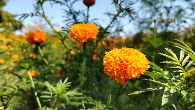 Comienza cosecha de flor de Día de Muertos en Rancho del Padre, Medellín