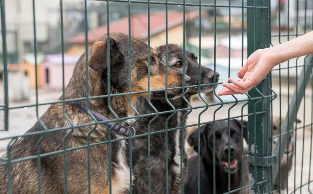 Vinculan a Brenda América N por maltrato animal en Tequila