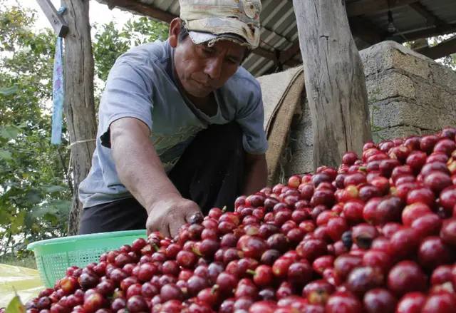 Sheinbaum va contra caída del precio del café en Veracruz