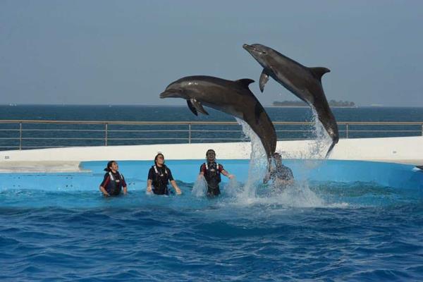 En esta fecha volverán delfines al Aquarium de Veracruz