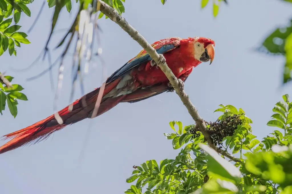 Liberan a guacamayas rojas en su hábitat natural en Veracruz