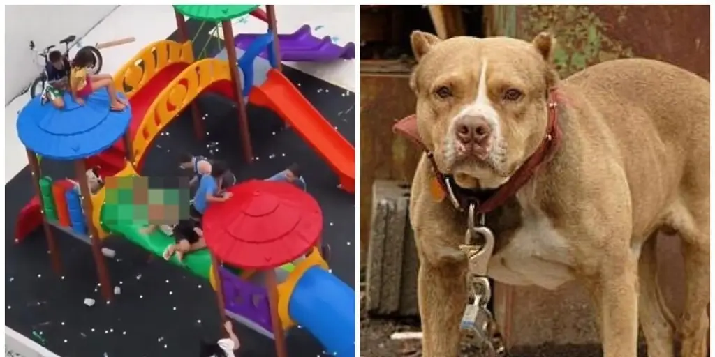 Perros pitbull atacan a niños; exigen castigo a dueños