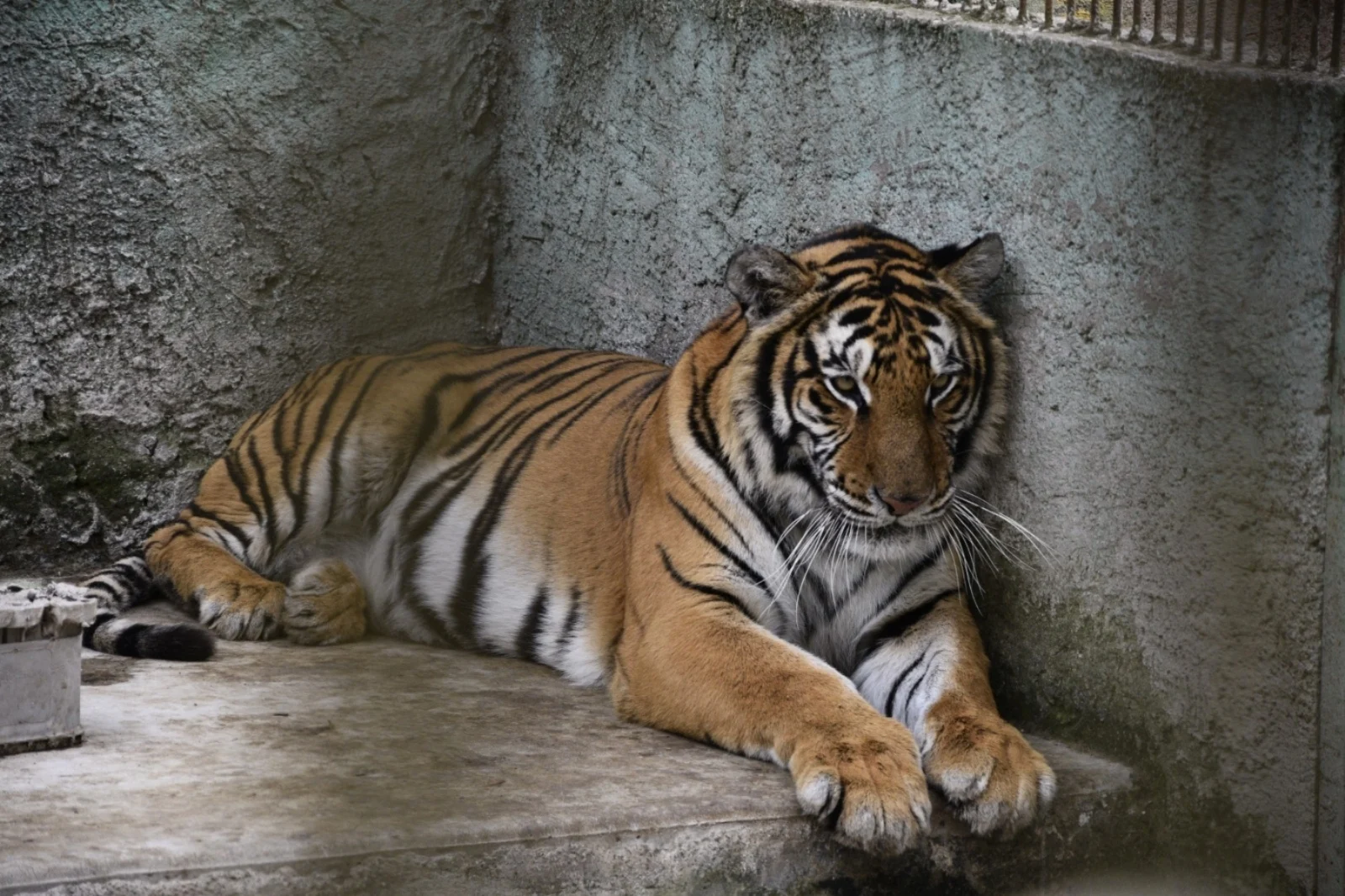 Aseguran 27 animales exóticos en inmueble de “El Tigre”, miembro del Cártel de Sinaloa en el Edomex