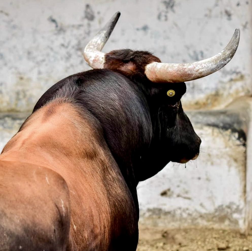 Activistas de Veracruz se oponen a reforma sobre bienestar animal