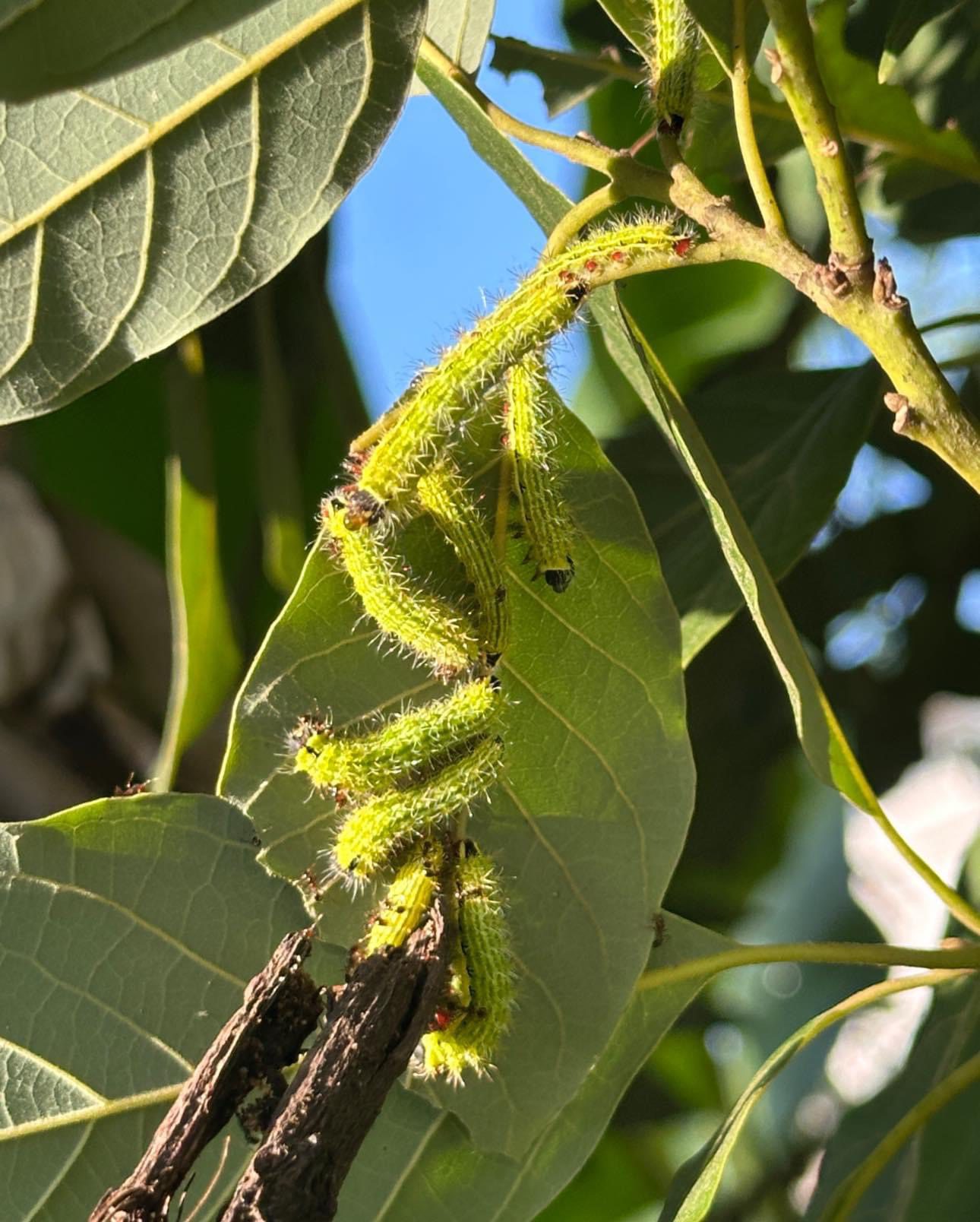 Aumenta presencia de gusanos verdes en cultivos del norte de Veracruz