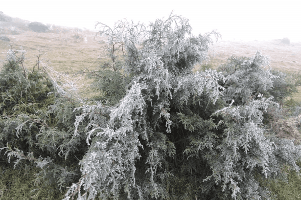 Prevén heladas en zonas de montaña de Veracruz