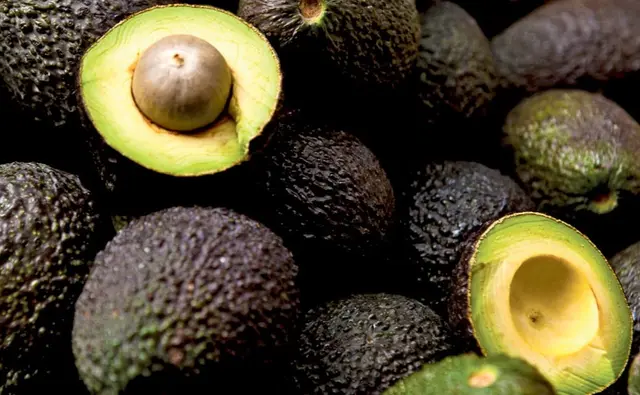 Cultivo de aguacate Hass está ligado con el crimen: SEDARPA