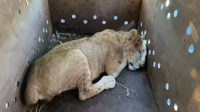 Rescatan a cachorro de león africano en Sinaloa, suman 9 felinos salvados