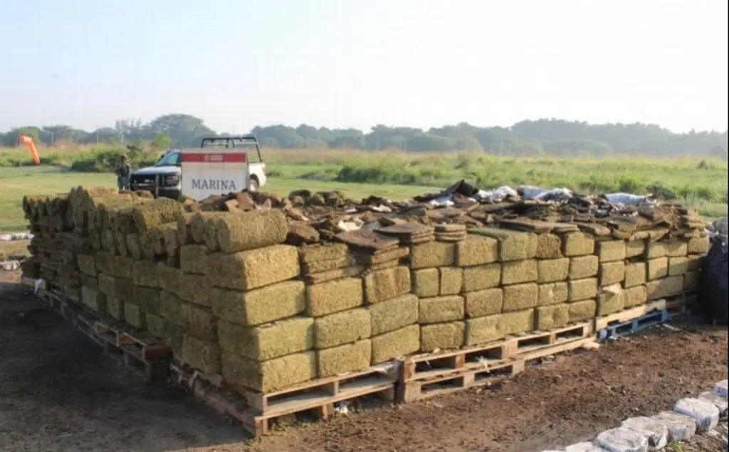 Destruyen cerca de 5 toneladas de presunta marihuana en Veracruz