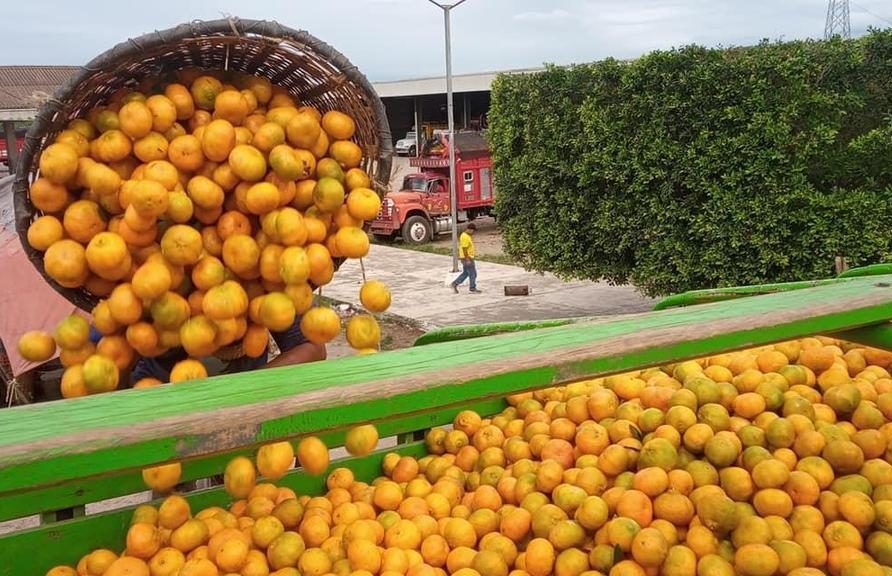 Martínez de la Torre sin cosecha de naranja este año por sequía: productores