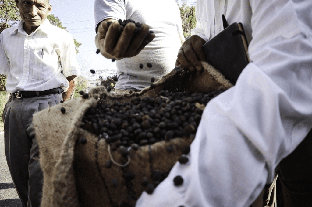 Precio del café, a su nivel más alto en casi 50 años