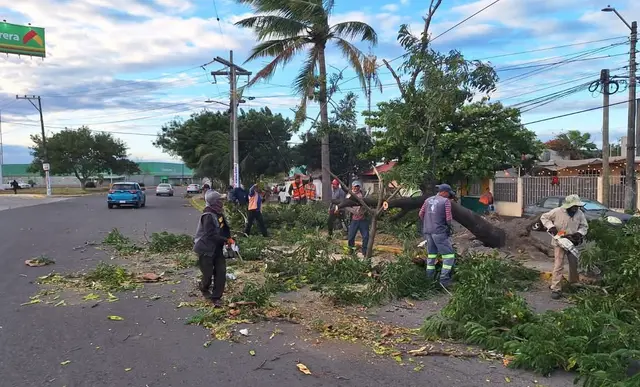 Frente Frío 14 tira árboles, bardas y espectaculares en Veracruz