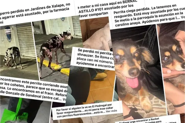 Buscan a decenas de perritos en Xalapa, escaparon por pirotecnia