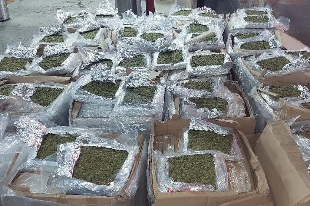 GN asegura 900 kilos de marihuana en empresa de paquetería en Veracruz