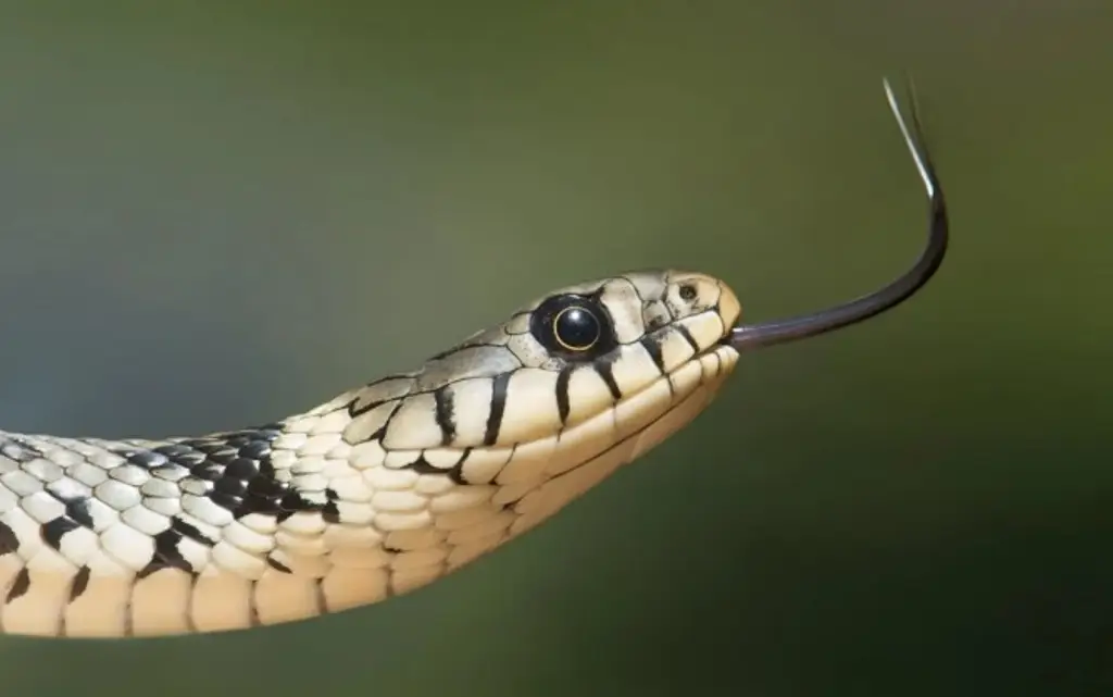 Proteínas diseñadas con IA neutralizan las toxinas letales del veneno de serpiente: Estudio