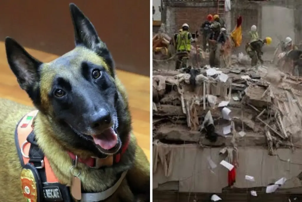 Murió el pastor belga ‘Rex’, el héroe canino tras sismo del 19 de septiembre