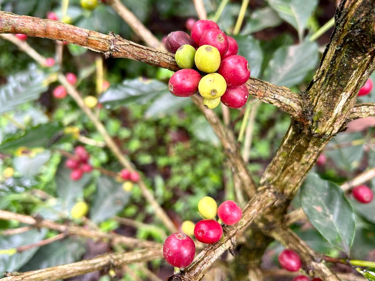 Productores de Veracruz prevén crisis en la cafeticultura