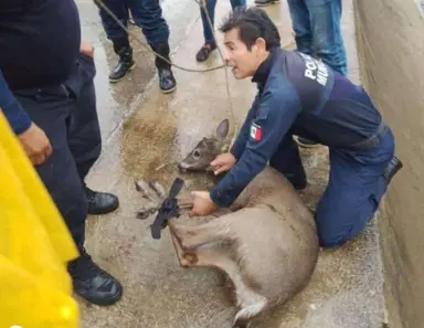 Rescatan a venado de canal de aguas negras en Moloacán