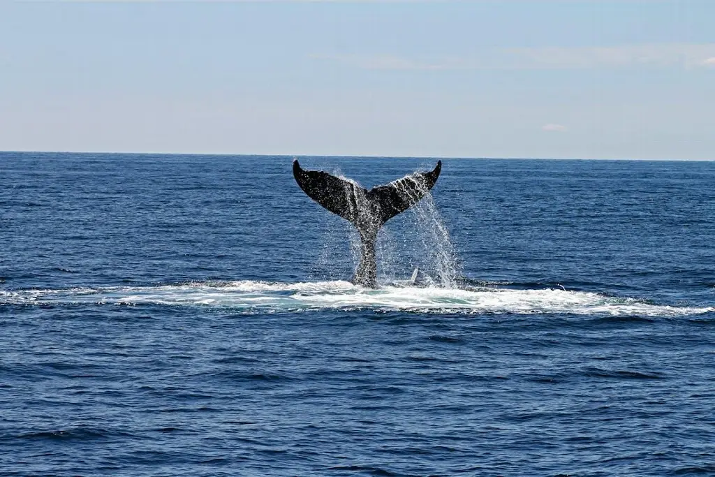 Canto de las ballenas tiene similitudes con el habla humana en términos de eficacia, según estudio