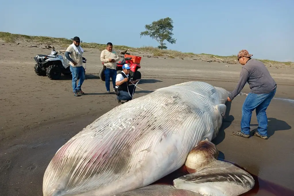 Ballena hallada en Nautla ya presentaba alto grado de descomposición