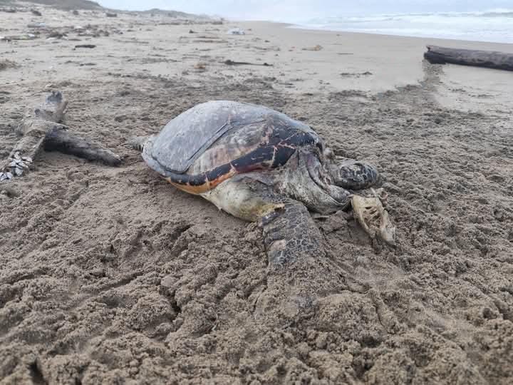 Hallan tortuga sin vida en playa de Villa Allende