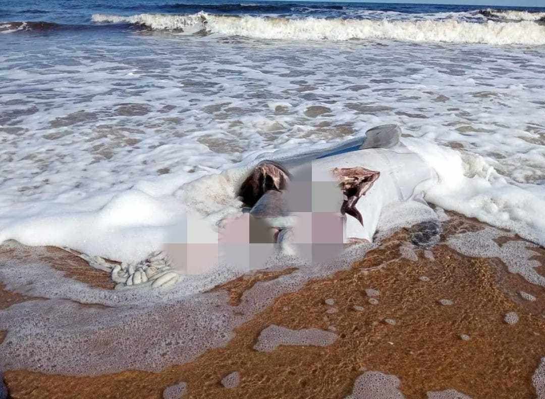 Encuentran delfín cercenado en playa de Agua Dulce