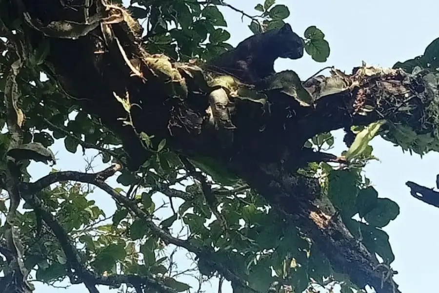 Acecha felino a comunidad de Monte Alto en Cosoleacaque