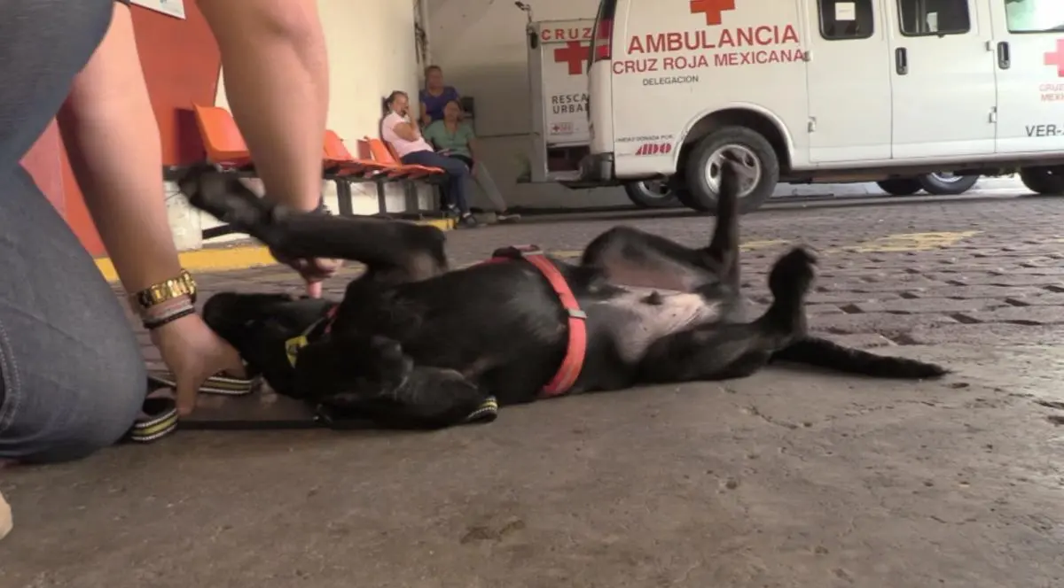 Conoce a Onix, el cachorro bombero de Veracruz