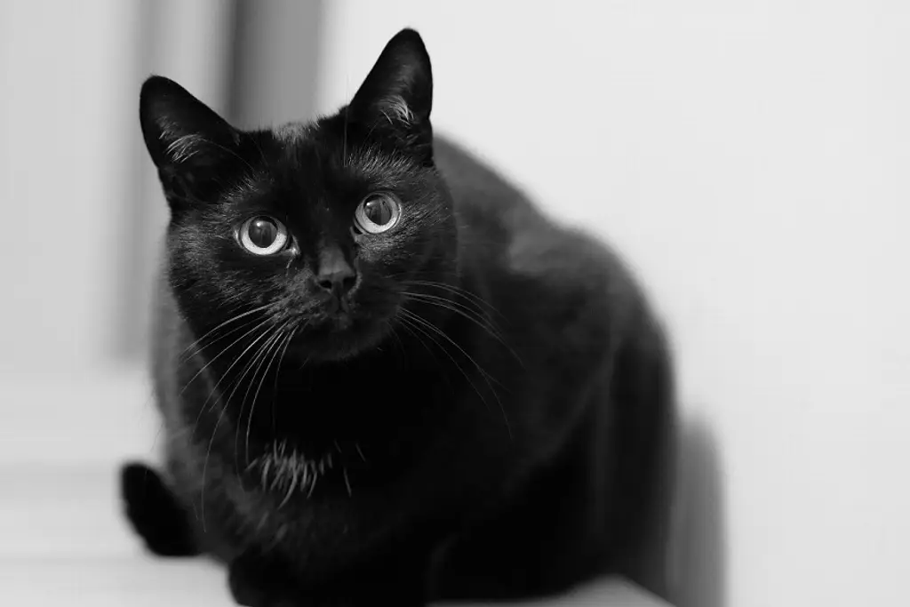 Alertan de no dar en adopción animales blancos y negros en marzo, los usan para rituales de brujería