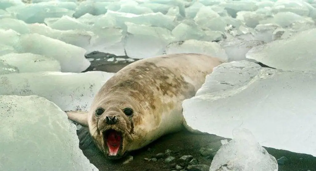 Capa de hielo marino alcanzó mínimo histórico en febrero