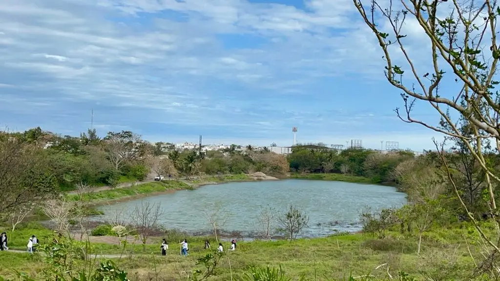 Buscarán sembrar mojarras en lagunas de Veracruz para abastecerse en vedas y mal tiempo