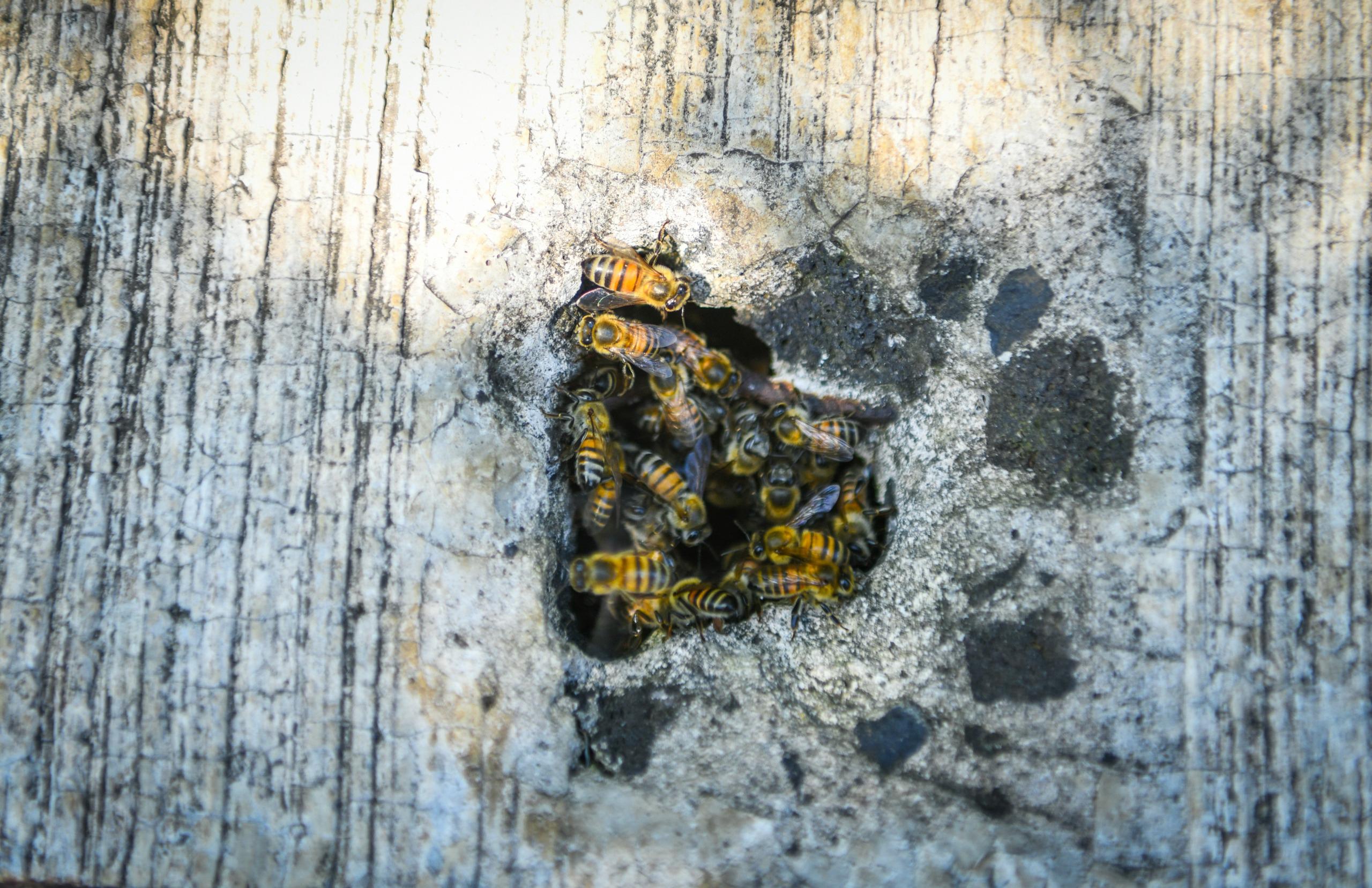 Aumenta presencia de abejas durante temporada de calor; piden tomar precauciones