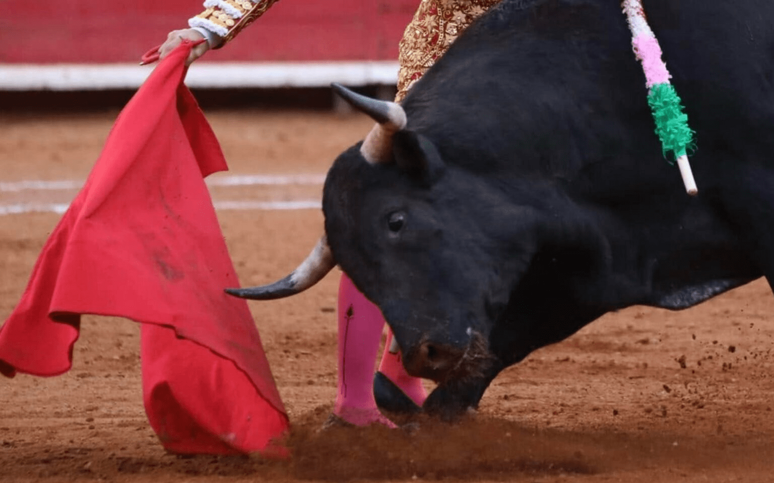 Es tiempo de revisar corridas de toros, Constitución prohíbe maltratar a animales: Sheinbaum