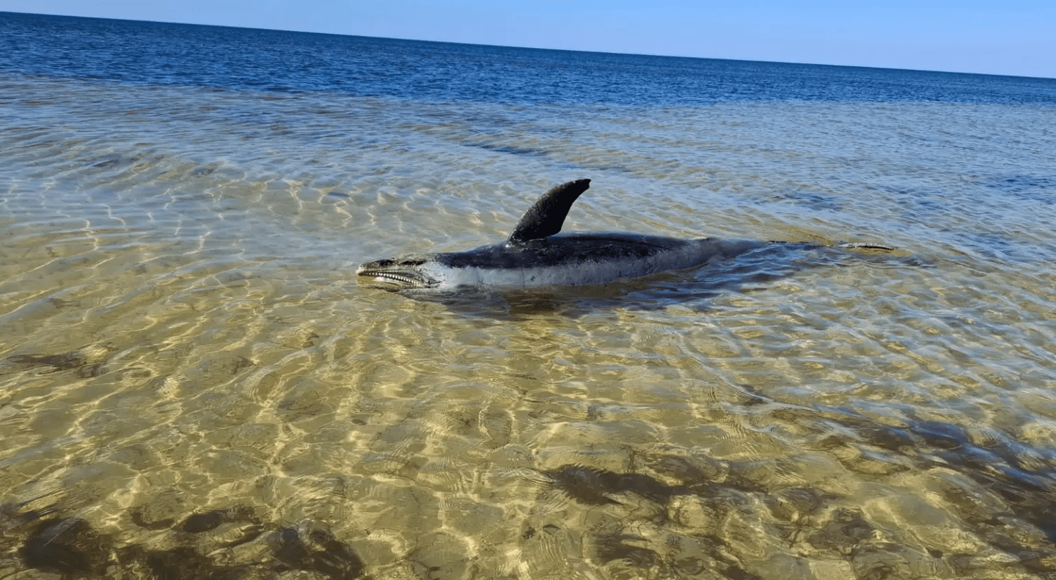 Hallan muerto a delfín en costas de Yucatán; presumen encallamiento por cambio climático