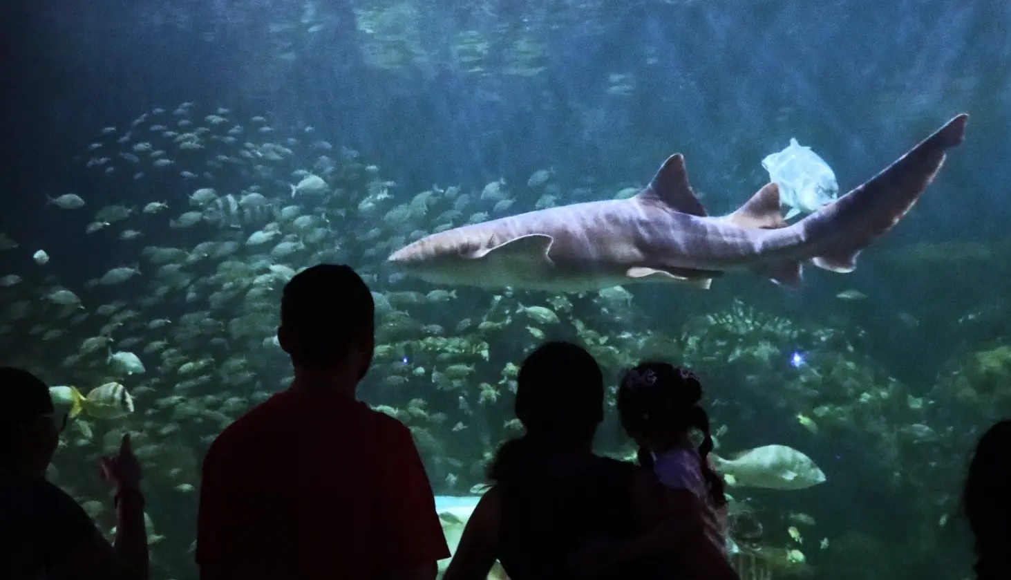 Estallan activistas contra PMA por tiburón “Benito” en Aquarium