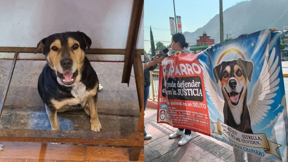 Exigen justicia por Chaparro, lomito asesinado en mercado de Río Blanco; esto sabemos