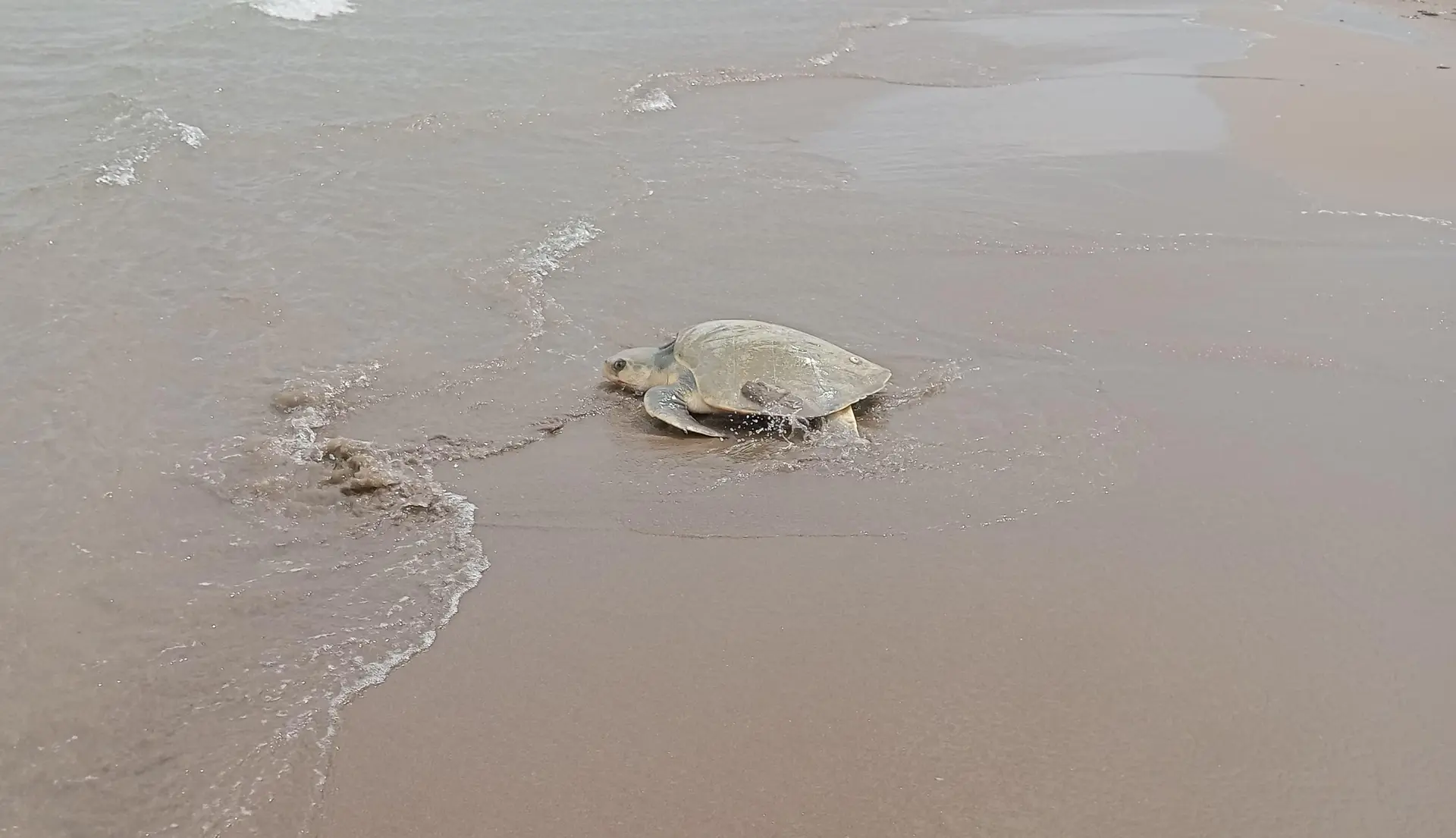 Tortuga desova en playa de Coatza; puso 89 huevos