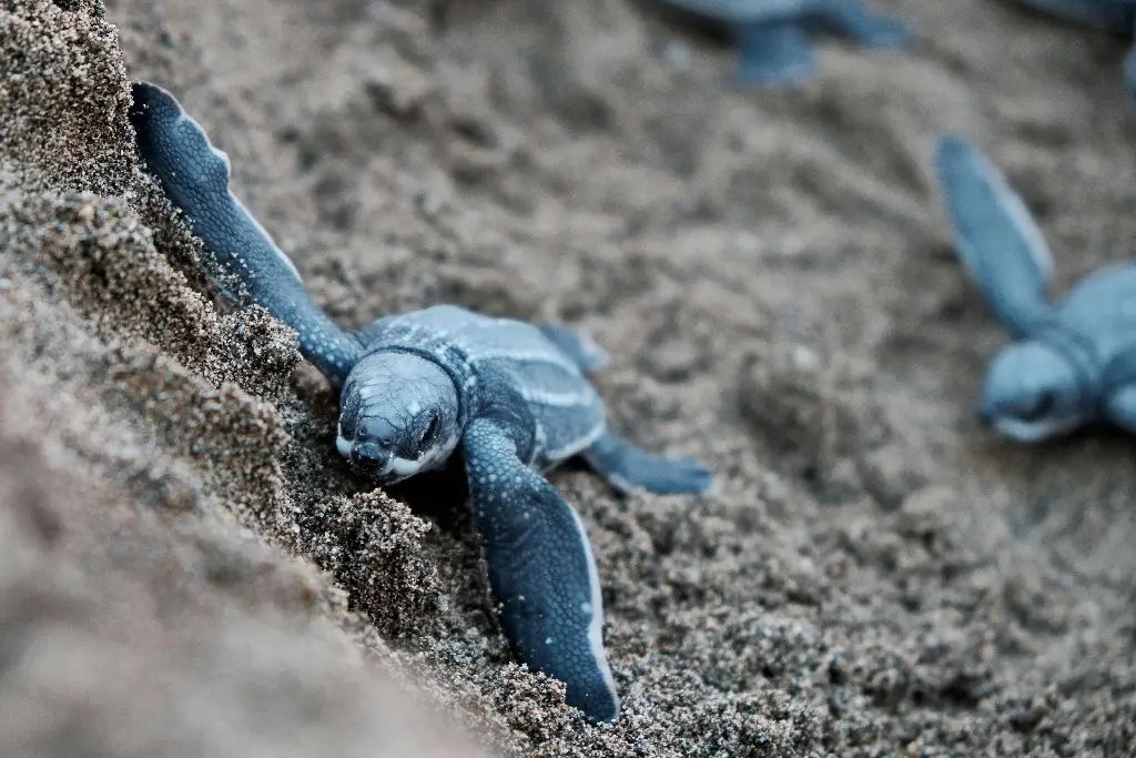 Exhortan a no dañar anidación de tortugas en Veracruz, ley contempla multas y sanciones