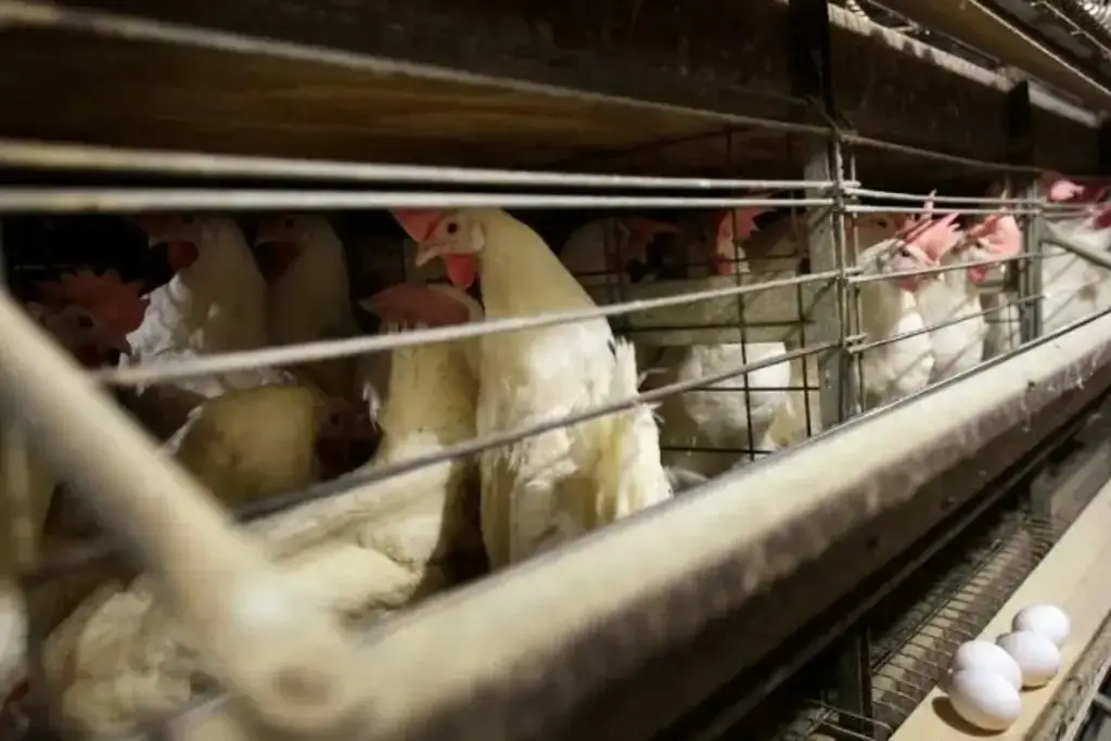 Muere niña de tres años contagiada de gripe aviar H5N1, el primer caso en México